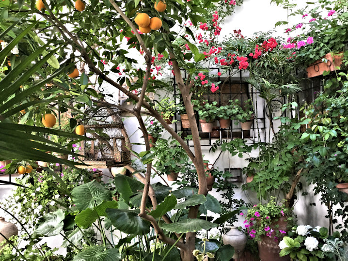 Cordoba patio photograph